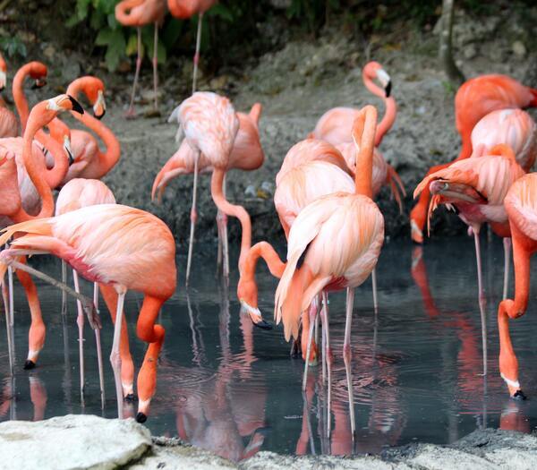 Artis-Zoo-Amsterdam-Pink-Flamingos.jpg